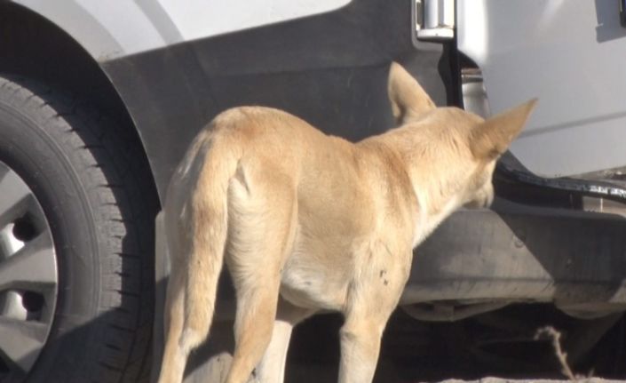 Mamak’ta köpek sürüsünün saldırdığı kadın canını zor kurtardı