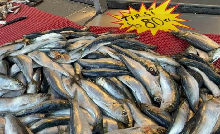 Mangal söndüren balık: Tırsi