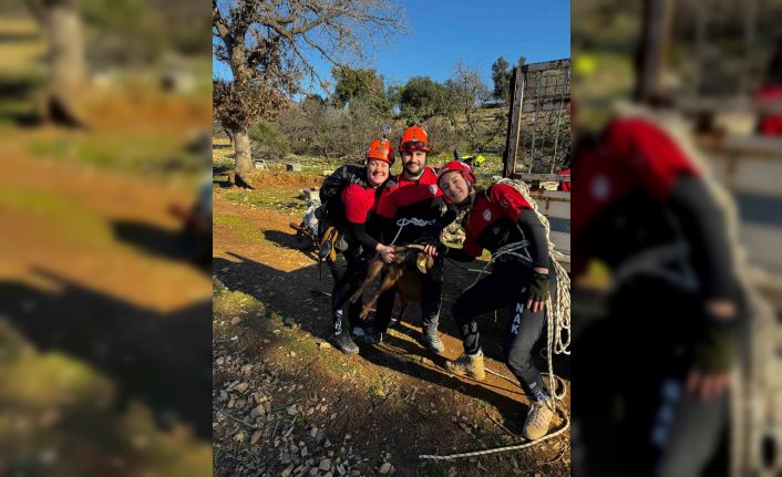 Menteşe’de kayalıklarda mahsur kalan keçi ekipler tarafından kurtarıldı
