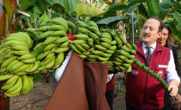 Muz ve mandalinada yeni çeşitler geliştirilip tescillendi