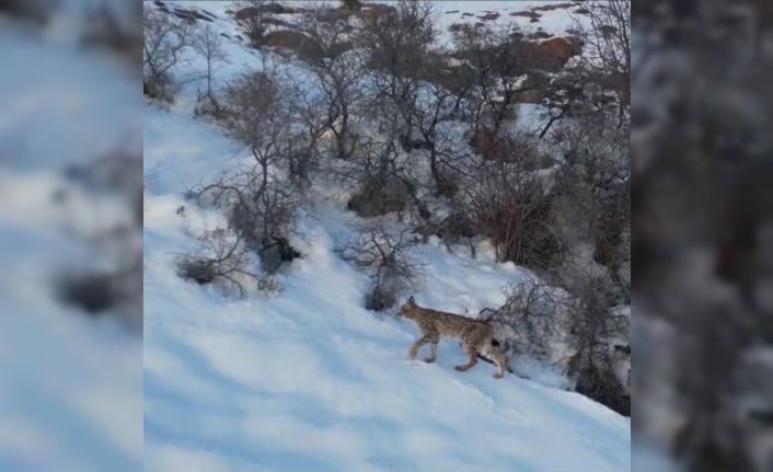 Nesli tükenme tehlikesi altında olan ’ormanın hayaleti vaşak’ Bayburt’ta drone kamerasıyla görüntülendi