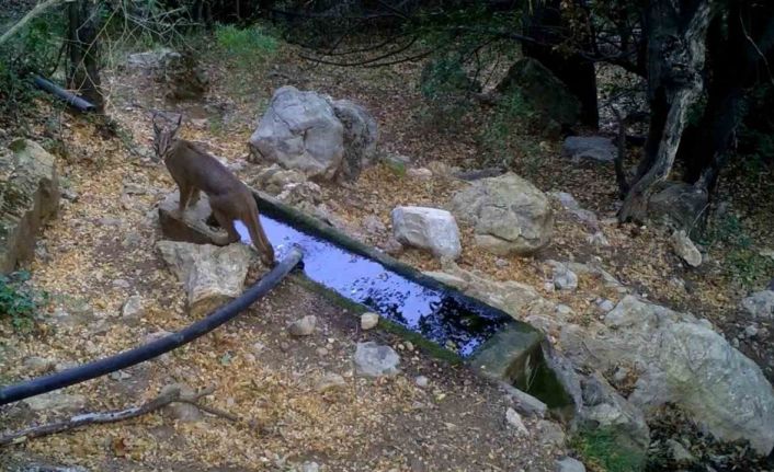 Nesli tükenme tehlikesi altındaki karakulaklar fotokapan ile görüntülendi