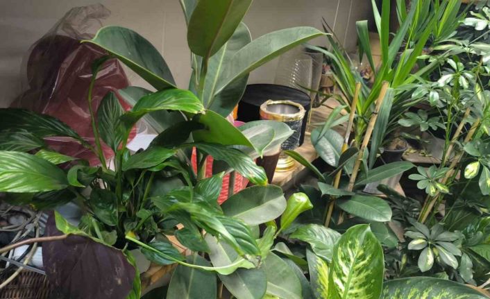 Saksı çiçeklerinde böceklenme tehlikesi