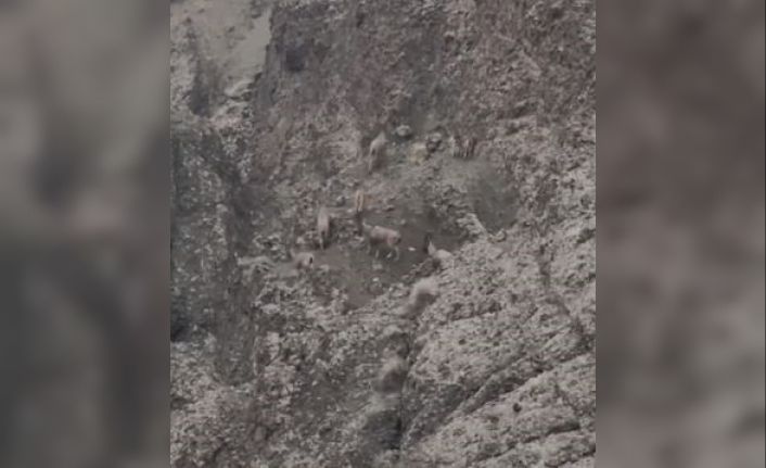 Sarp kayalıkları onlardan soruluyor: Koruma altındaki dağ keçileri sürü halinde görüldü