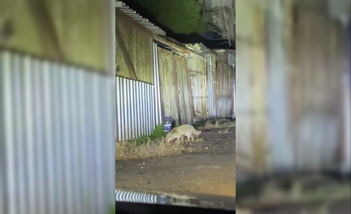 Şehir merkezine inen iki tilki ve çakallar  kamerada