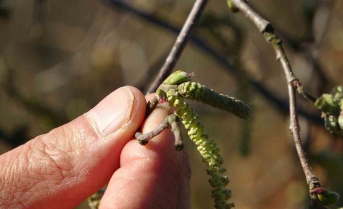 Sıcaklıklar nedeniyle fındıkta karanfiller erken açarken zirai don riski üreticileri endişelendiriyor