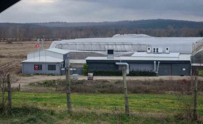 Sinop’ta etkili olan fırtına seralara zarar verdi