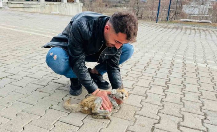 Şırnak’ta can çekişen kedi kalp masajıyla hayata tutundu