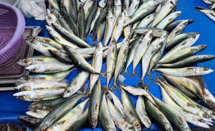 Tekirdağ’da uskumru, istavrit ve mezgidin kilosu 100 liradan satılıyor