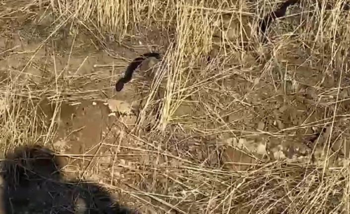 Tunceli’de kış uykusunda olması gereken yılan güneşlenirken görüntülendi