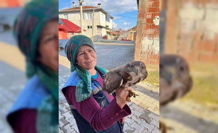 Uçamayan yaralı Şahin’e, köylüler sahip çıktı