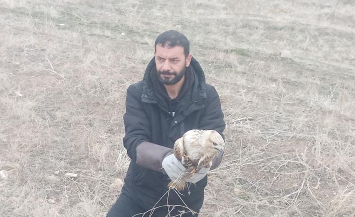 Yaralı kartal tedavi altına alındı