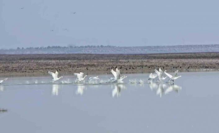 Yedikuğular Kuş Cenneti’nin nadir görülen misafirleri: 12 ötücü kuğu kışı geçirmek için geldi