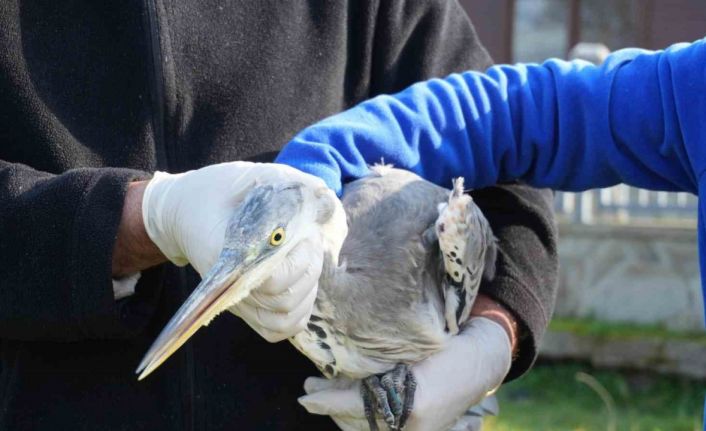 120 yaban hayvanı tedavi edildi