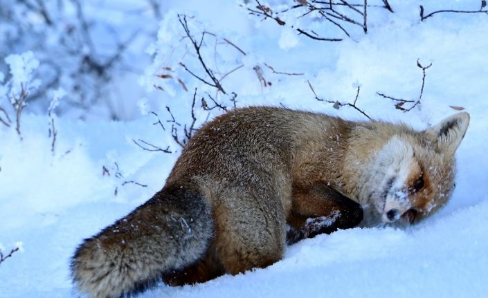 20 ilde oral aşı atım çalışması gerçekleştirilecek