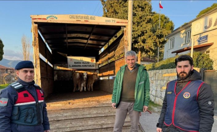 Akhisar’da çalınıp Bigadiç’te satılan buzağılar sahibine teslim edildi