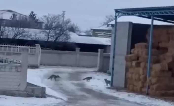 Aksaray’da tilkiler saman balyalarına yuva yaptı