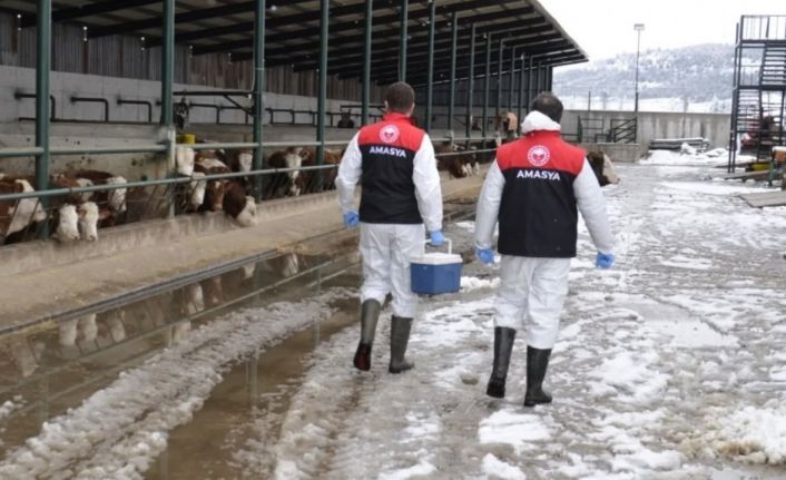Amasya’da ilkbahar dönemi şap aşılama çalışması başladı