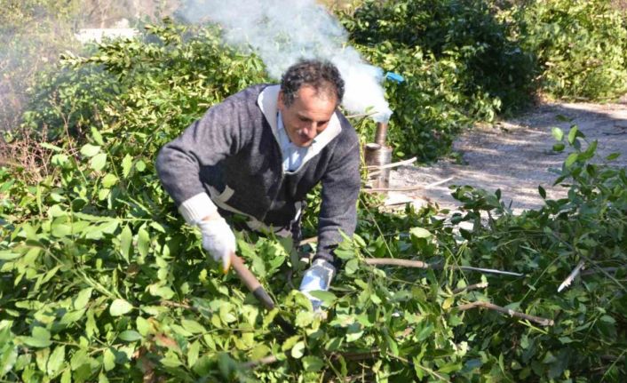 Antalya’dan tüm dünyaya ihraç ediliyor: 300 ton defne yaprağı hasadı yapıldı