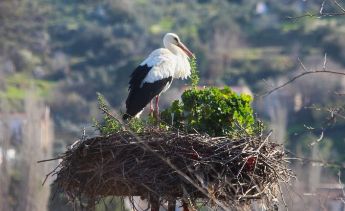 Avşar’ın ilk leyleği geldi