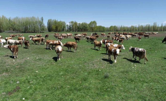 Aydıntepeli üreticiler için açılan ’Süt Sığırı Yetiştiricisi’ kursunda başvurular yarın bitiyor