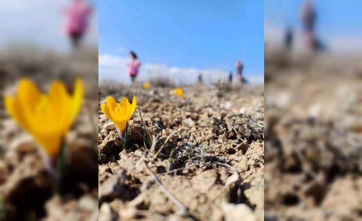 Bahar’ın habercisi kardelenler erken çiçek açtı