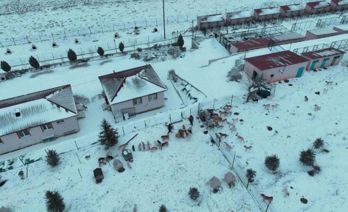 Başkan Ekici: "Sahipsiz köpekler, çevre köyler ve ilçelerden bilinçsizce bırakılıyor’’