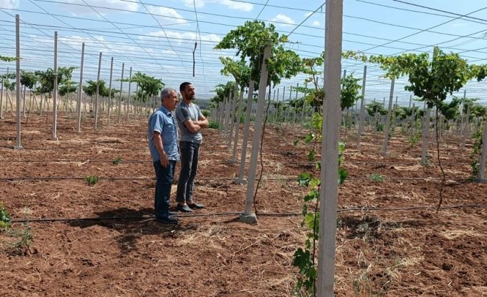 Batman’da devlet desteğiyle modern seracılığın yaygınlaştırılması hedefleniyor