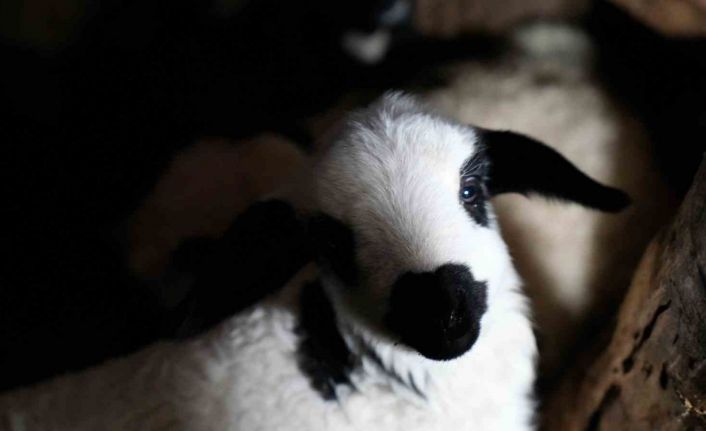 Bayburt’ta yeni doğan kuzularla birlikte besicilerde tatlı telaş yaşanıyor