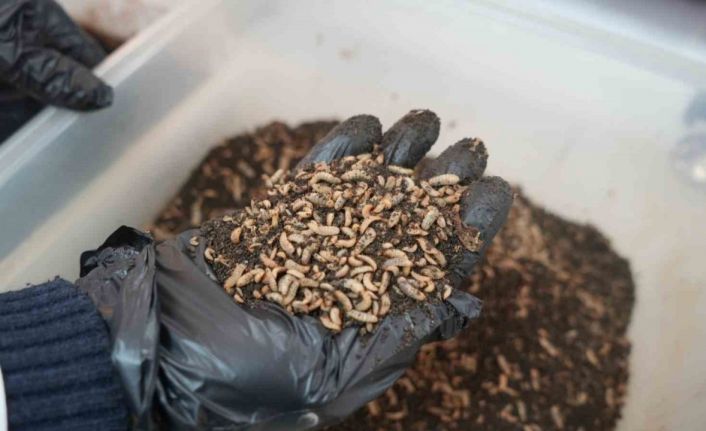 Bilim adamlarından organik atık yiyen siyah asker sineği böceği: "Yiyemedikleri hiçbir şey yok"