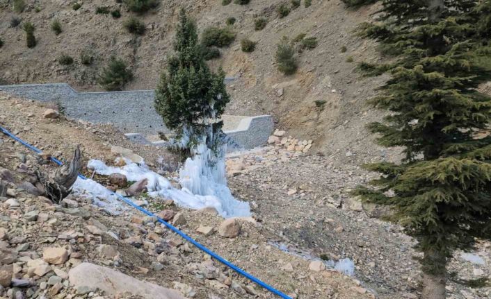 Borudan sızan suyla çam ağacı buzdan ağaca döndü