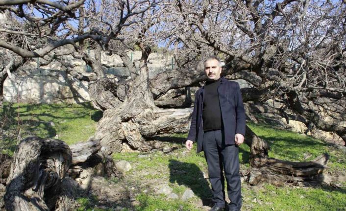 Bu ağaçların 2 bin 600 yaşında olduğuna inanılıyor