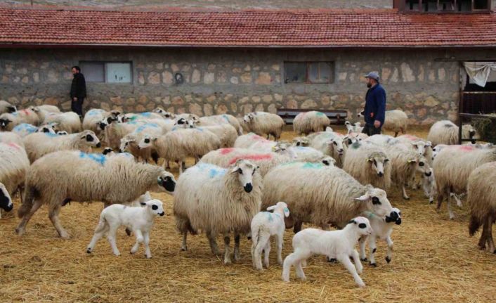 Bu koyunlar en az ikiz yavruluyor: 3 kilo doğan süt kuzuları 2,5 ayda 30 kiloya ulaşıyor