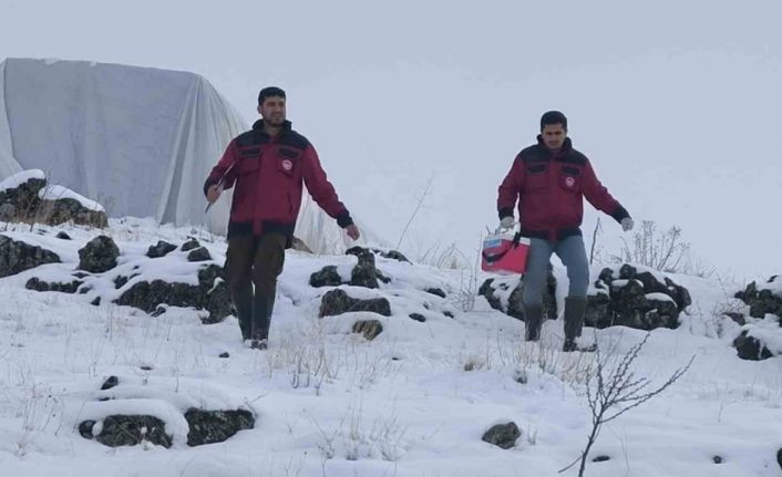 Çemişgezek’te veteriner hekimlerin şapla mücadelesi sürüyor