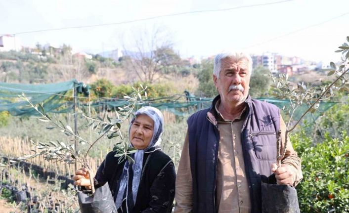 Dağdan topladıkları zeytin fidanlarını aşılayıp dayanıklı zeytin ağacı ortaya çıkardılar