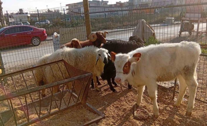 Danayı bile otomobille çalmışlar: Yakalanan 3 hırsız tutuklandı