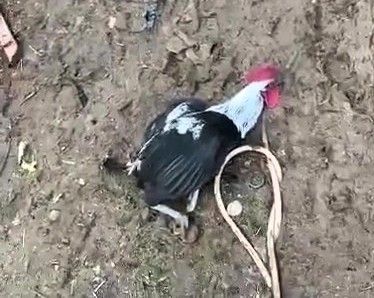 Denizli’nin horozu bayılana kadar öttü