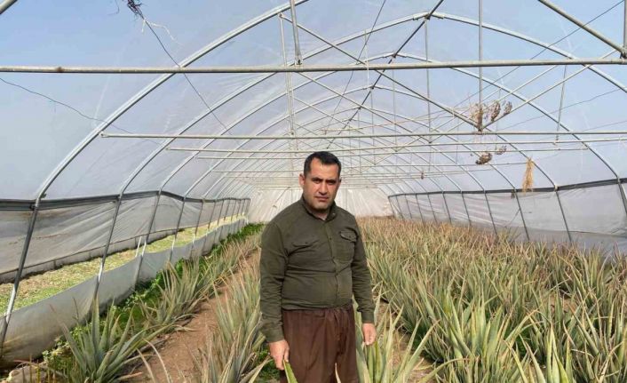 Derecik’in aloe vera üreticisi pazarlama sıkıntısı yaşıyor