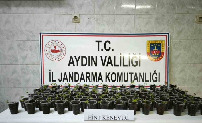 Didim’de 130 adet saksıya ekilmiş Hint keneviri ele geçirildi