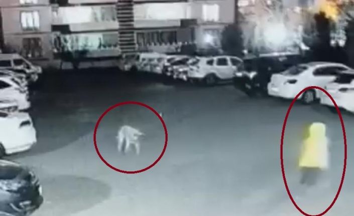 Diyarbakır’da köpek saldırısını uğrayan kadın ve çocuk canını zor kurtardı