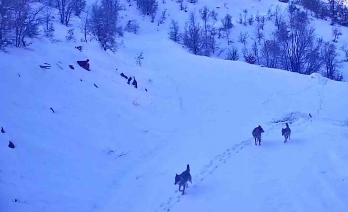 Elazığ’da aç kalan kurtlar köye indi