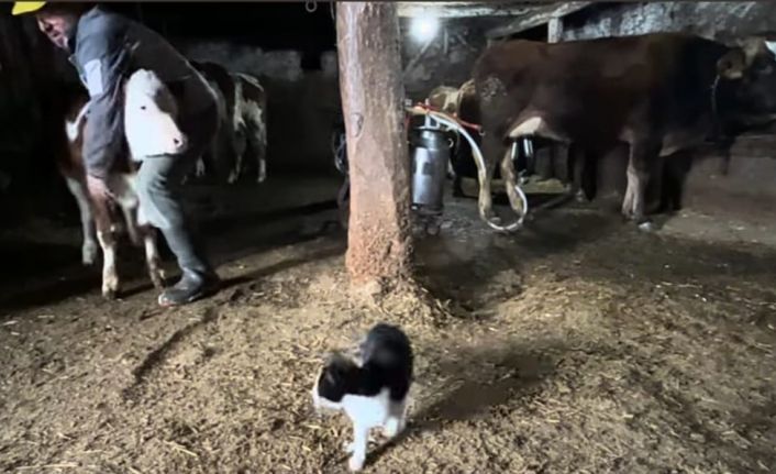 En renkli ahır bakımı: Hayvanlarını böyle yetiştiriyor