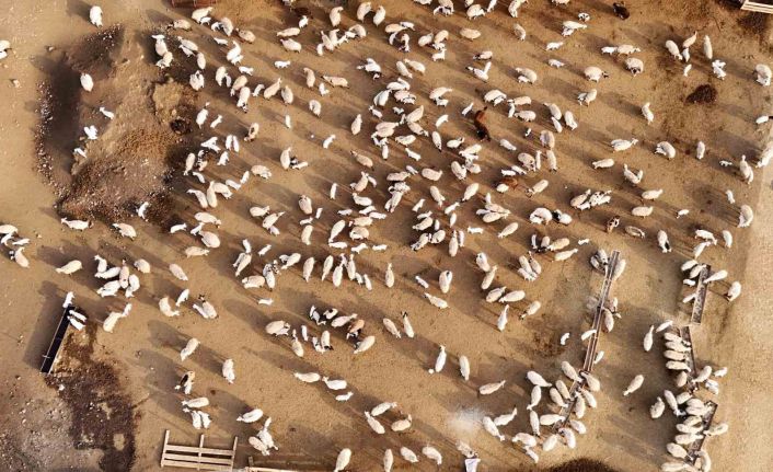 Erzincan’da koyun ve kuzuların coşkulu buluşması