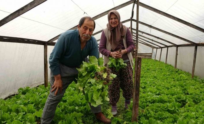 Eşi ile birlikte ürettiği marulları müşterilerini dahi görmeden satıyor