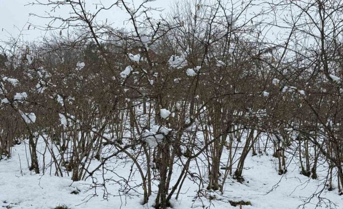 Giresun Ziraat Odası Başkanı Nurittin Karan, zirai don riskine karşı uyardı