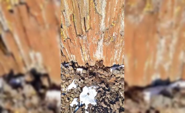 Gümüşhane’de anne ayı ve yavruları dron kamerasına takıldı