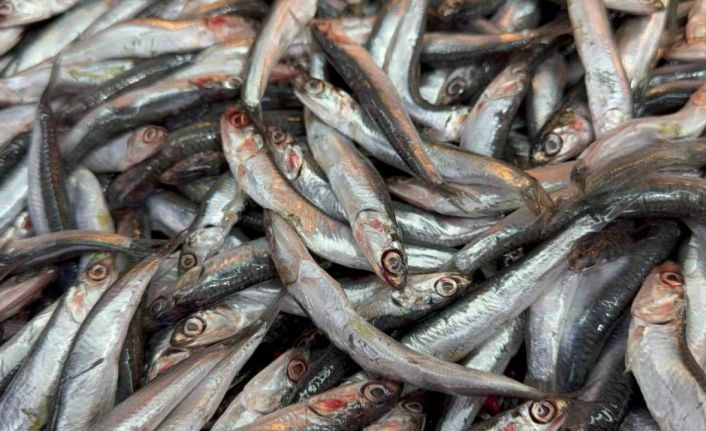 Hamsinin kulağına kar suyu kaçtı, balık lezzetlendi