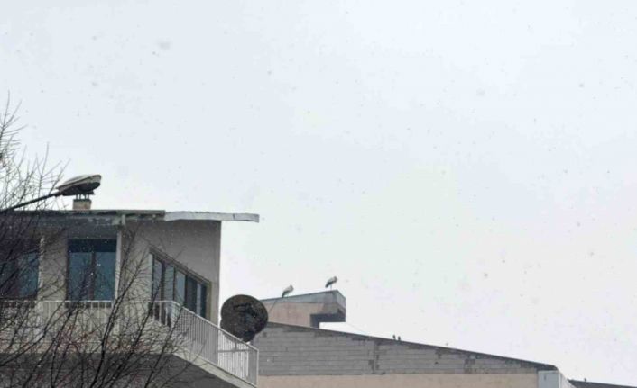Iğdır’da göç etmeyen leylekler kar altında kaldı