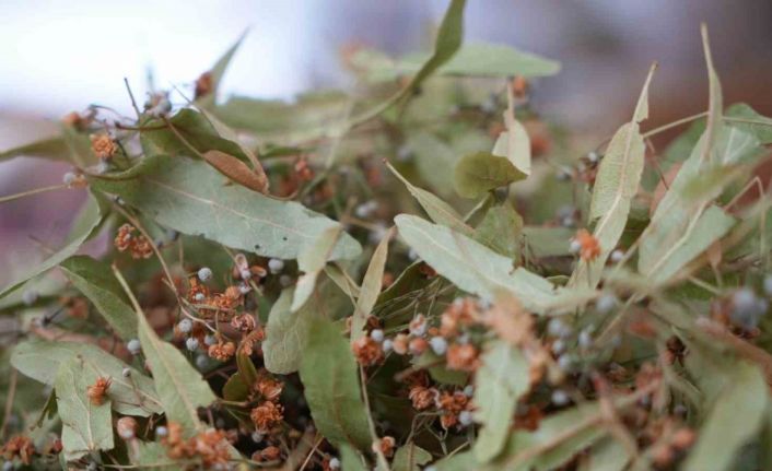 Ihlamur altınla yarışınca ilgi, kış çaylarına kaydı