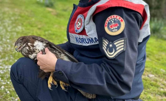 Jandarma Kızıl Şahin’e sahip çıktı